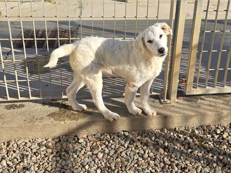 Taco: ein Schatz mit Herz und ganz viel Lebensfreude