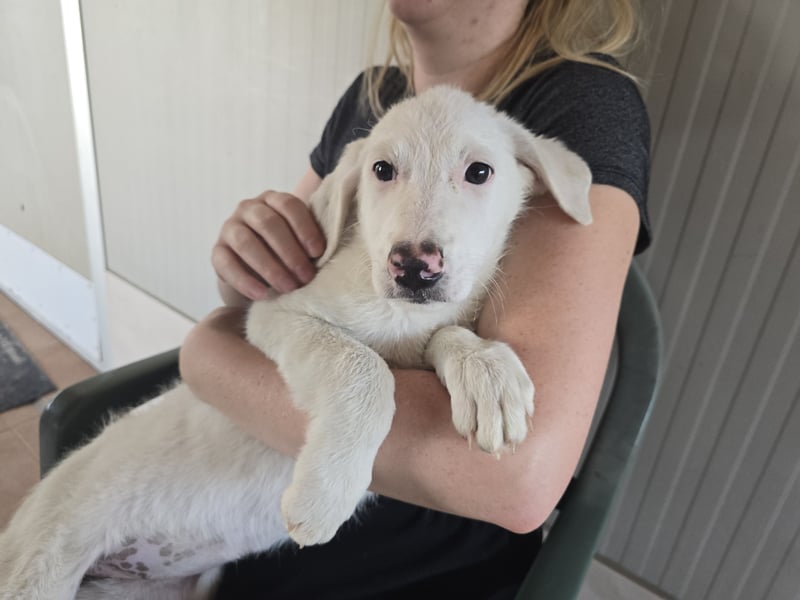 Fiametta: kleine Prinzessin