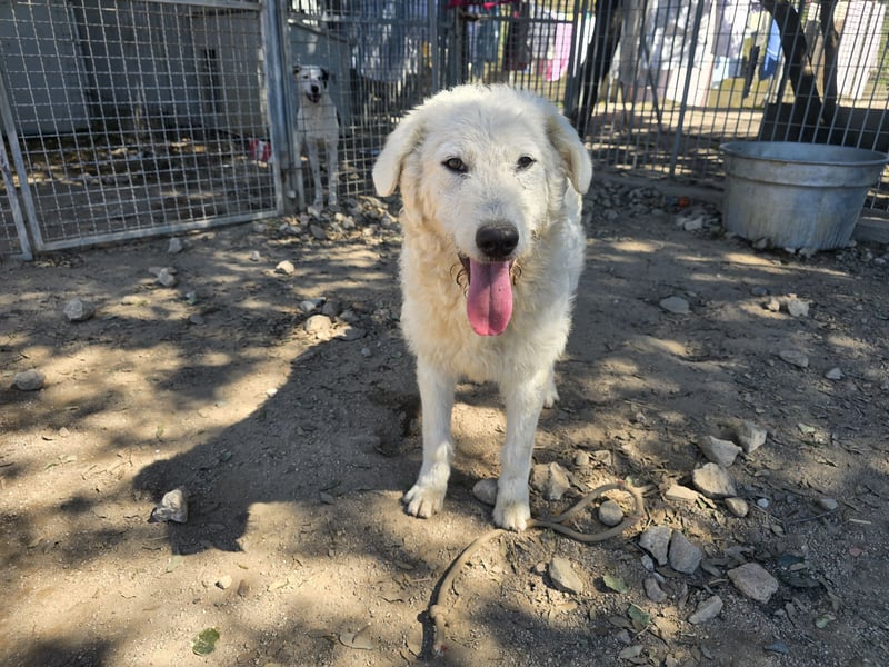 Taco: 4 Pfoten suchen Streichelhände