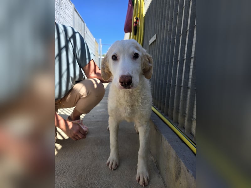 Bubo: so klein und so allein