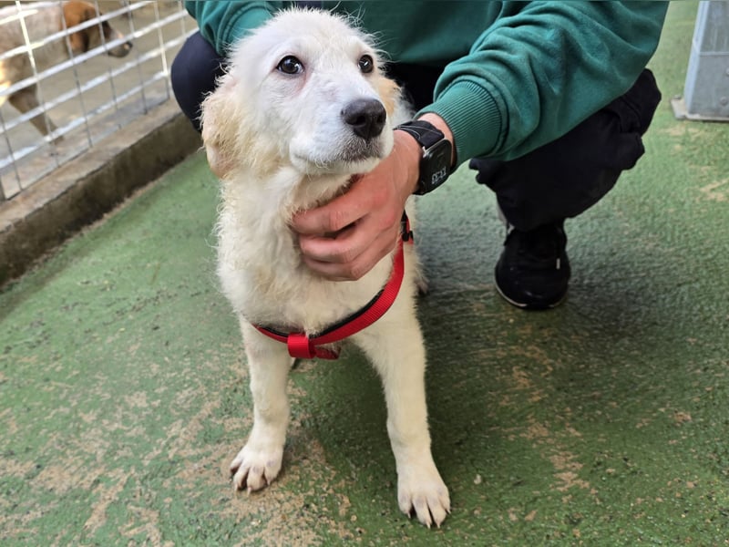 Taco: ein Wuschel zum Verlieben