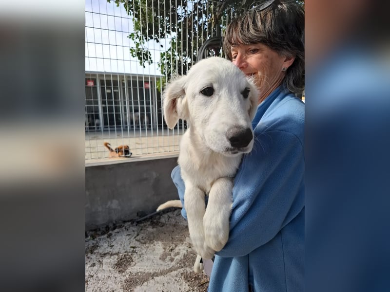 Buddy - ein Lausbub zum Verlieben