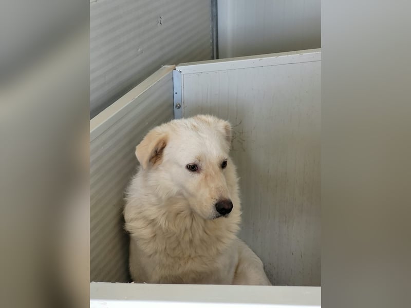 Speank: unsichtbares Hundeherz