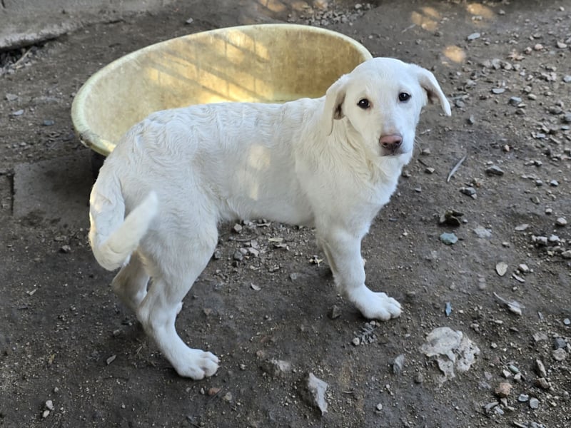 Clarissa: von der Flasche ins Tierheim