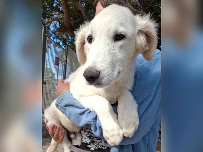 Buddy - ein Lausbub zum Verlieben
