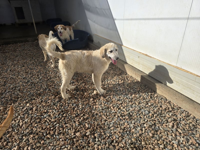 Tancredi: ein Wuschel zum Verlieben