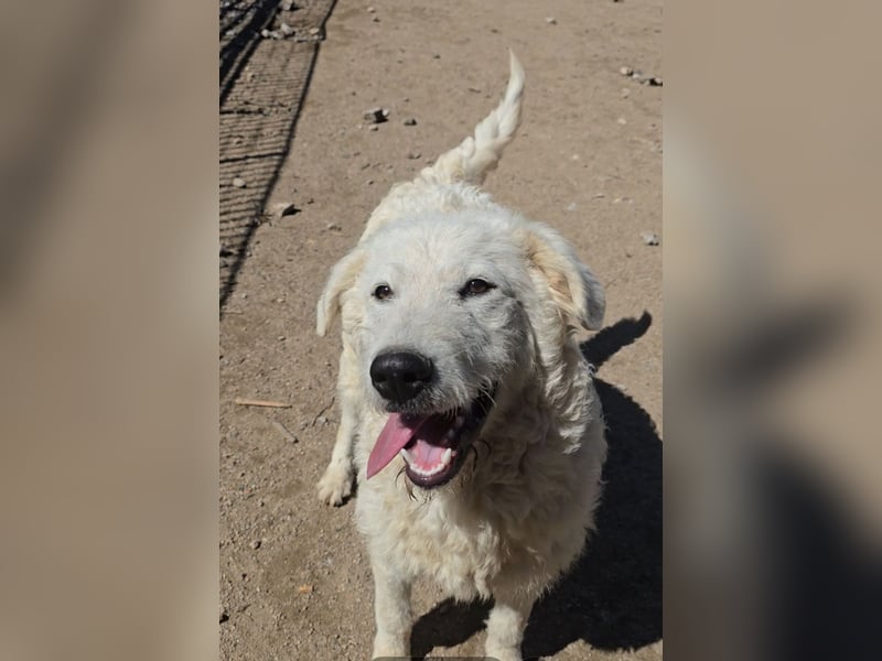 Taco: 4 Pfoten suchen Streichelhände