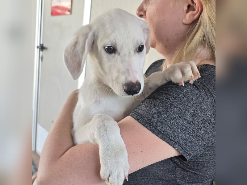Fluk: Herznase sucht Herzensmensch