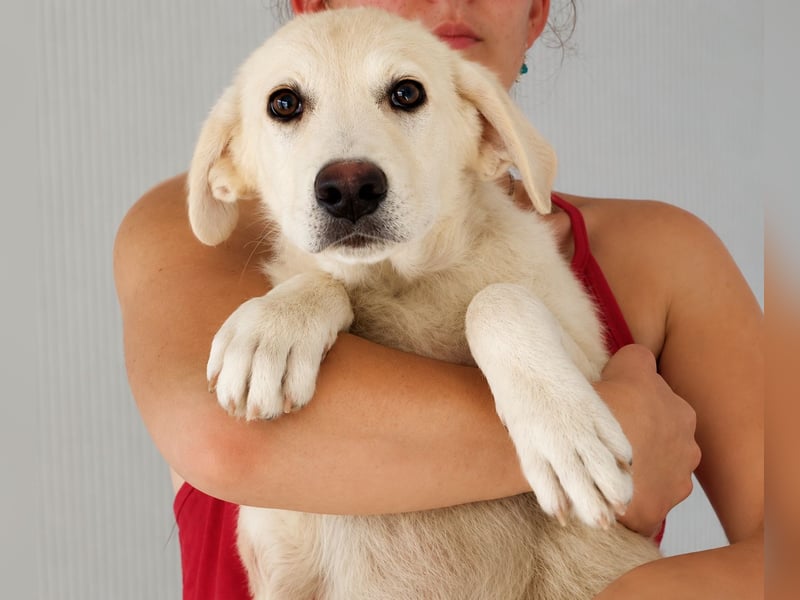 Faro: ich wäre gern Familienhund