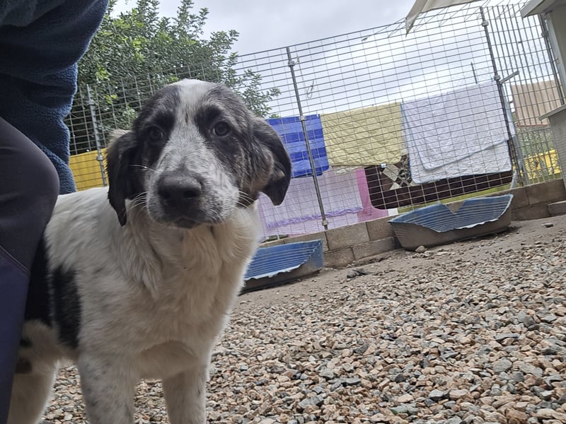 Cassian: beeindruckt mit seiner Ruhe