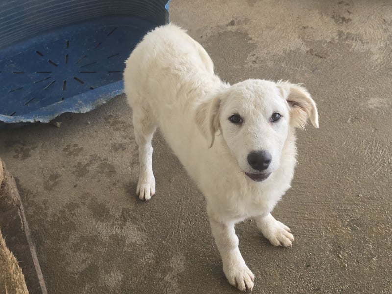 Taco: ein Wuschel zum Verlieben