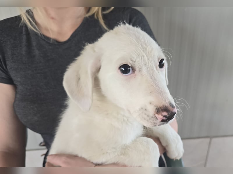 Fiametta: kleine Prinzessin