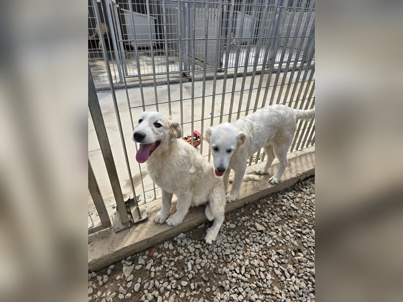 Balma: ein Sonnenschein ohne Gleichen