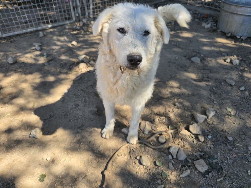 Taco: 4 Pfoten suchen Streichelhände