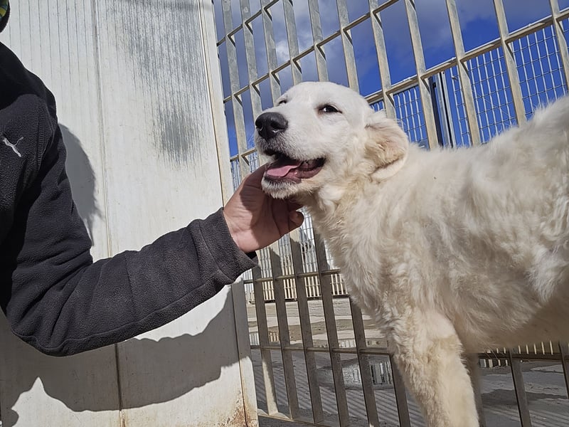 Taco: ein Wuschel zum Verlieben