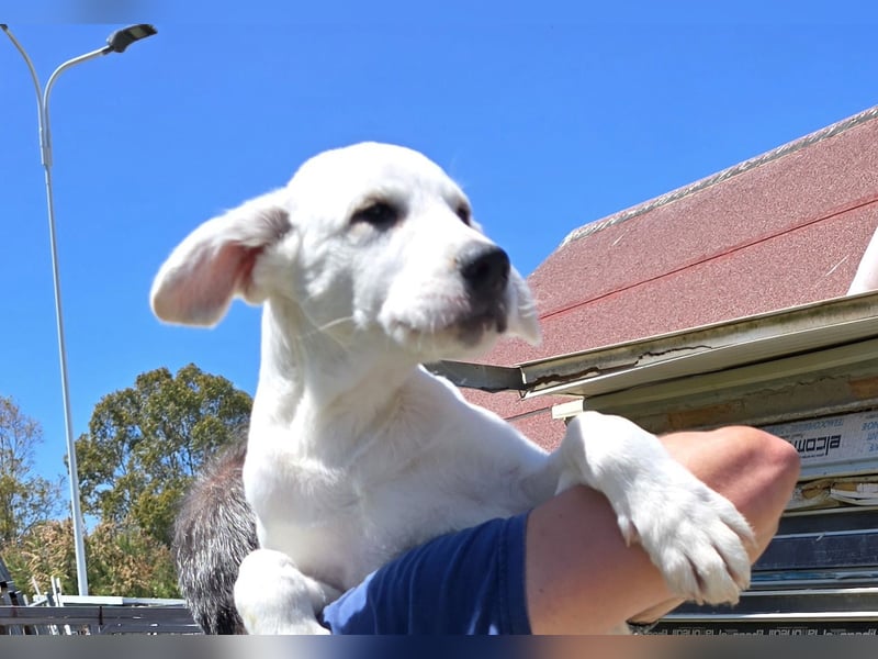 Seppelino: ein "Seppl" zum lieb haben