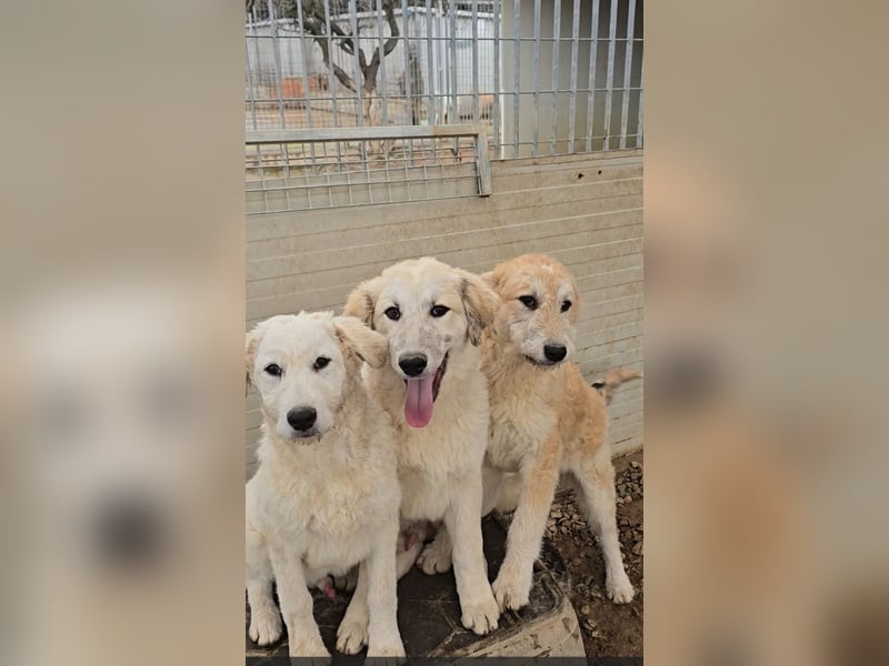 Taco: ein Schatz mit Herz und ganz viel Lebensfreude