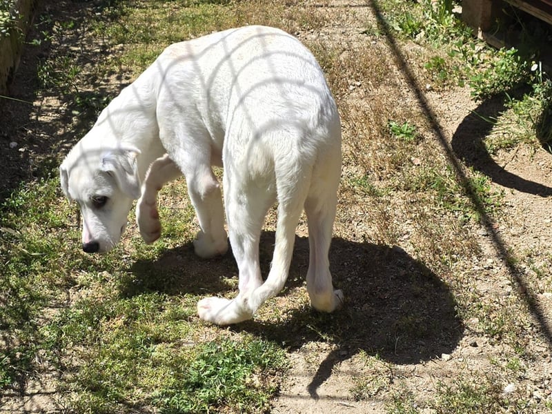 Seppelino: ein "Seppl" zum lieb haben