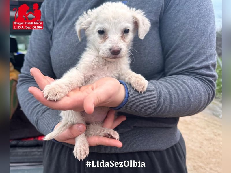 Biba: so klein und so allein