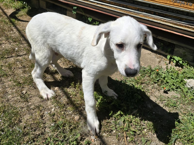 Seppelino: ein "Seppl" zum lieb haben