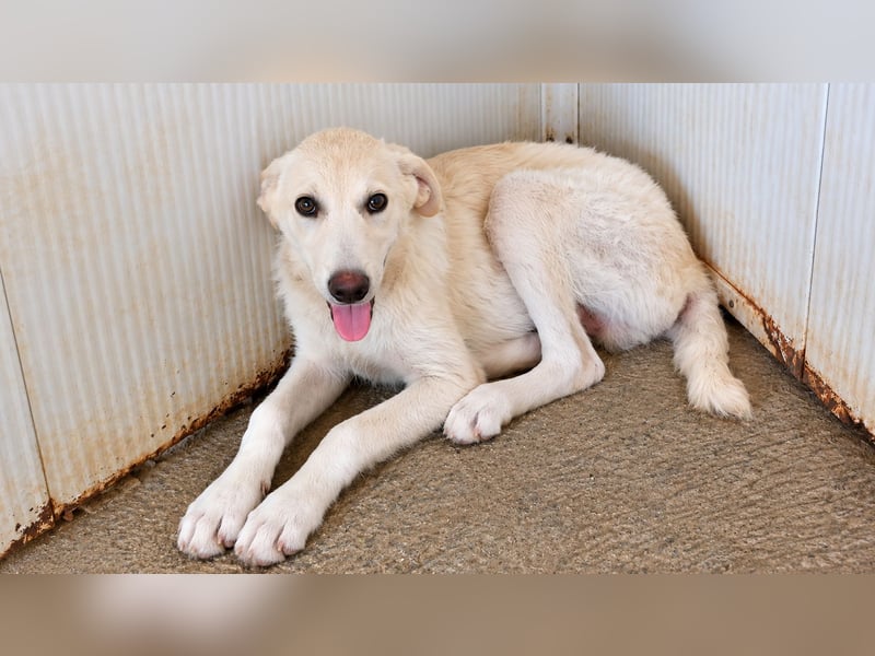 Faro: ich wäre gern Familienhund