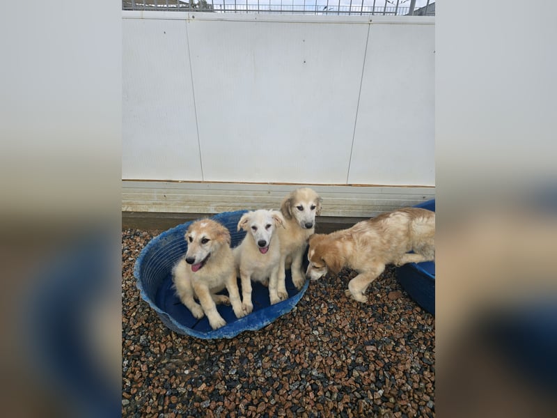 Tancredi: ein Wuschel zum Verlieben