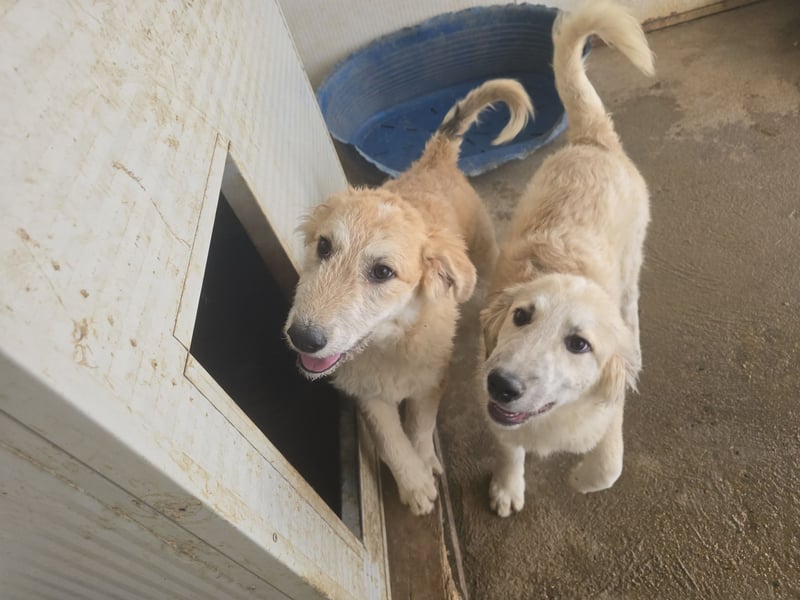 Tancredi: ein Wuschel zum Verlieben