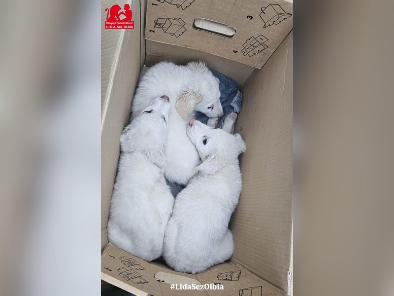 Bubo: so klein und so allein