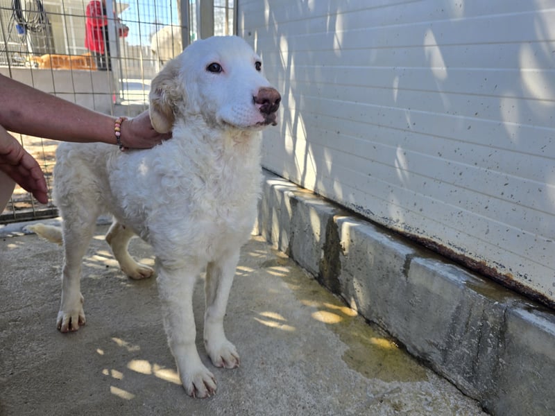 Bubo: so klein und so allein