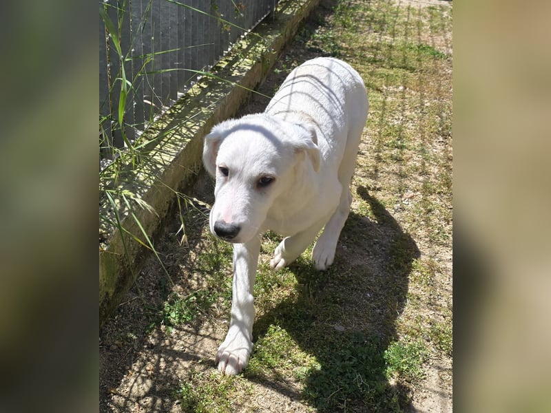 Seppelino: ein "Seppl" zum lieb haben