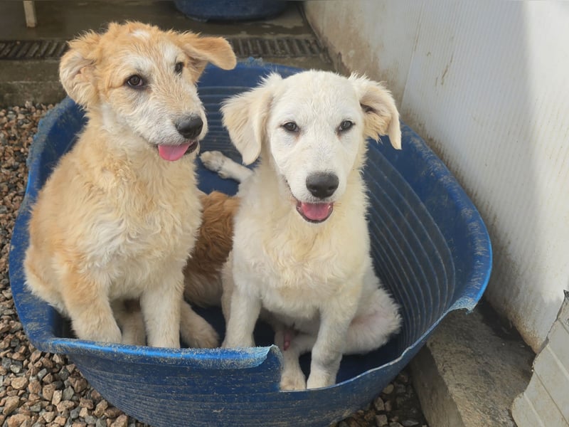 Taco: ein Wuschel zum Verlieben