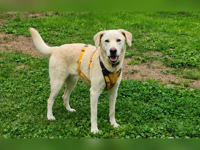 Bibo: liebt Menschen, Hunde, Katzen, Hühner, Gänse...