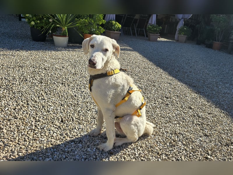 Bibo: liebt Menschen, Hunde, Katzen, Hühner, Gänse...