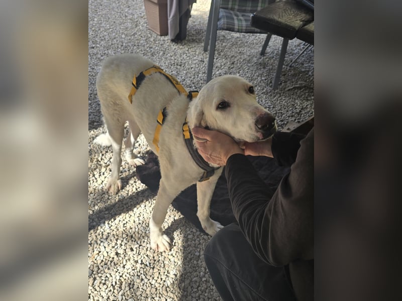 Bibo: liebt Menschen, Hunde, Katzen, Hühner, Gänse...
