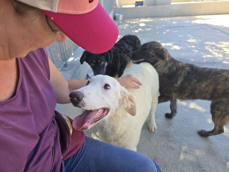 Bibo: liebt Menschen, Hunde, Katzen, Hühner, Gänse...