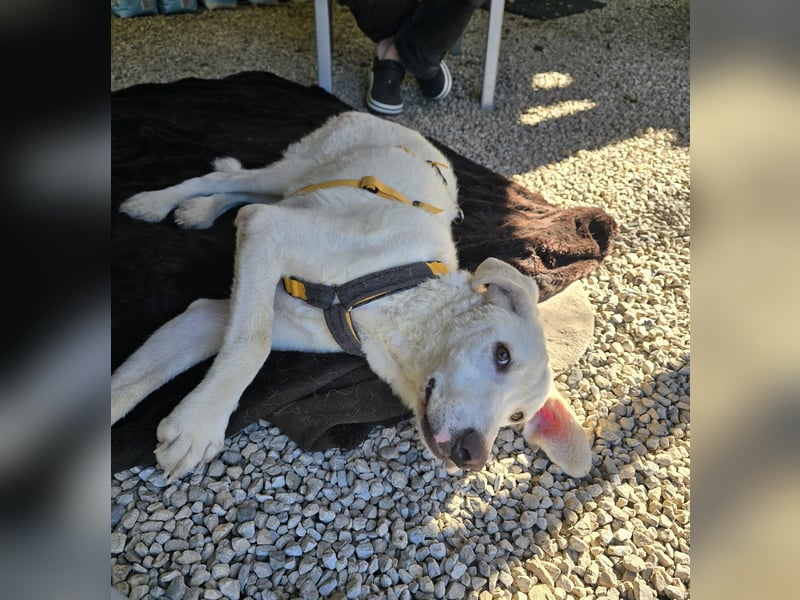 Bibo: liebt Menschen, Hunde, Katzen, Hühner, Gänse...