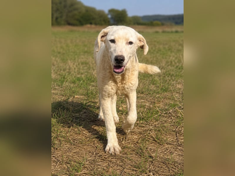 Bibo: liebt Menschen, Hunde, Katzen, Hühner, Gänse...
