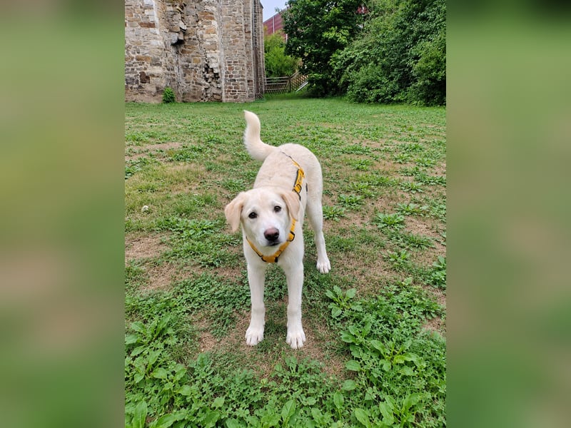 Bibo: liebt Menschen, Hunde, Katzen, Hühner, Gänse...