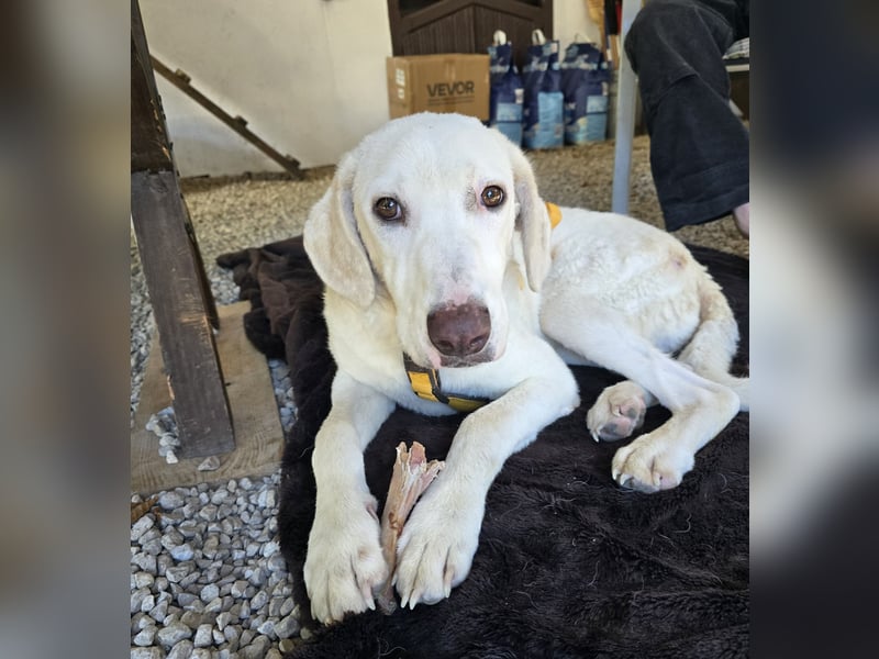 Bibo: liebt Menschen, Hunde, Katzen, Hühner, Gänse...