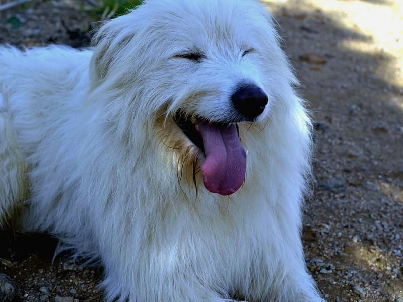 Cosimo – noch immer auf der Suche nach seinem Zuhause