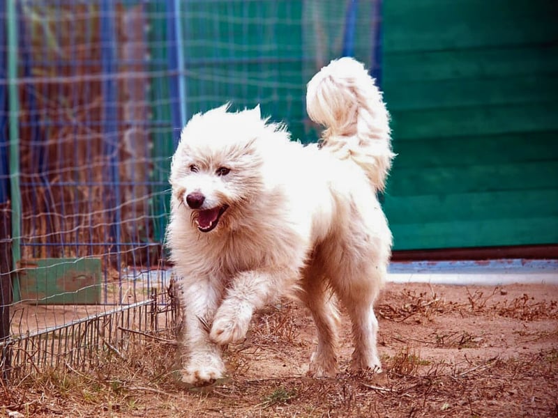 Cosimo – noch immer auf der Suche nach seinem Zuhause