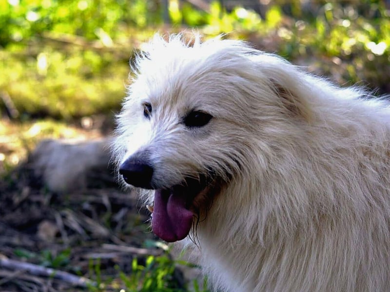 Cosimo – noch immer auf der Suche nach seinem Zuhause