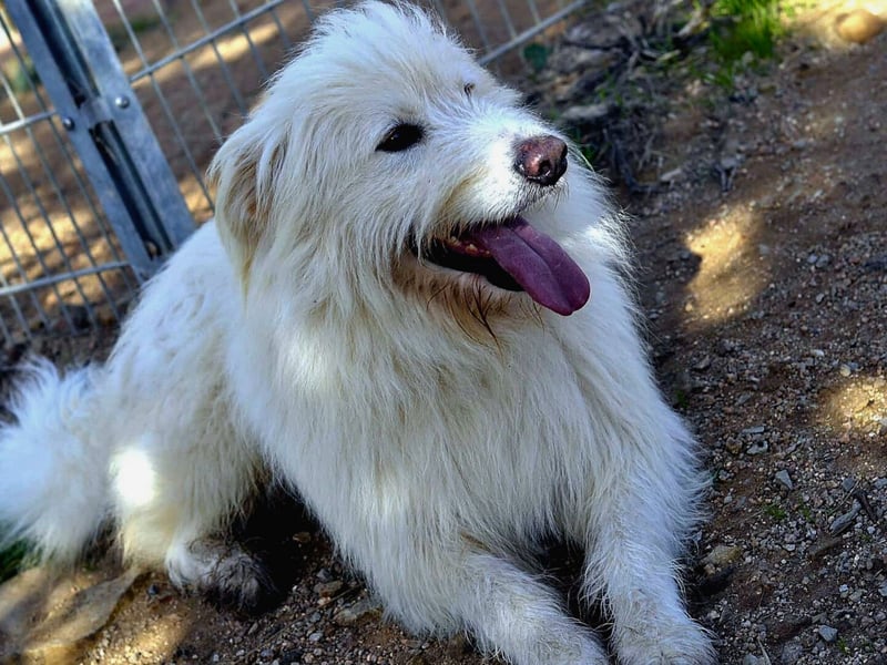 Cosimo – noch immer auf der Suche nach seinem Zuhause