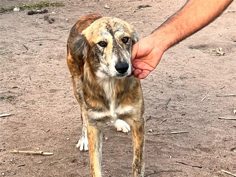 Stella – wo ist ihre Familie?