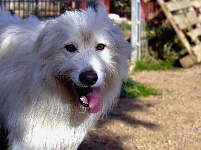 Cosimo – noch immer auf der Suche nach seinem Zuhause