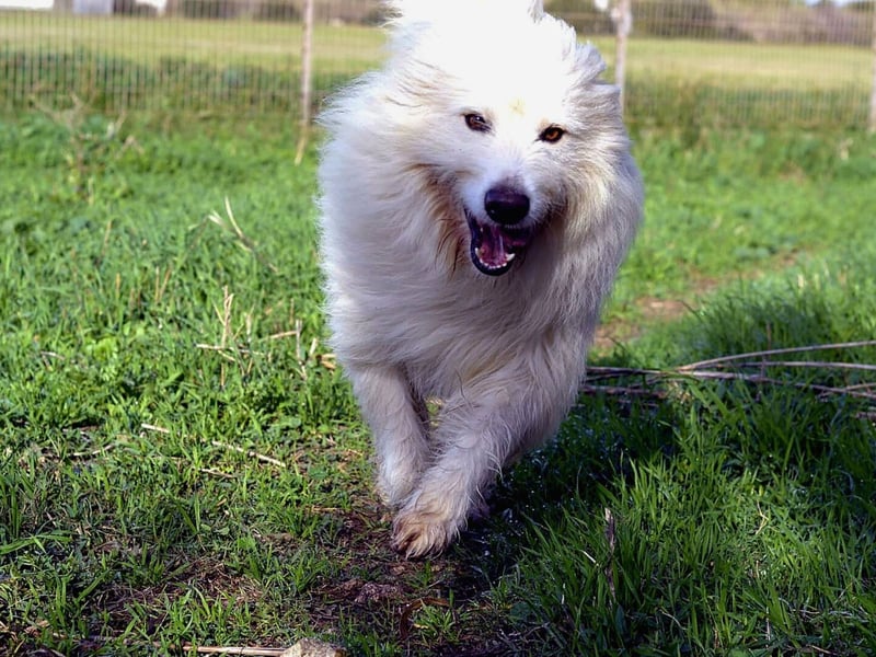 Cosimo – noch immer auf der Suche nach seinem Zuhause