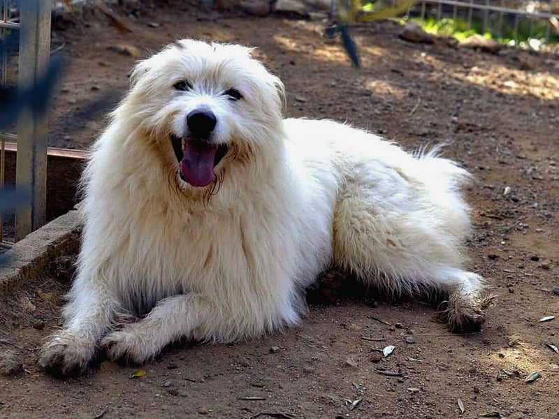 Cosimo – noch immer auf der Suche nach seinem Zuhause