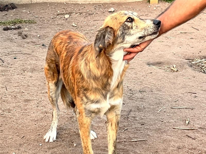 Stella – wo ist ihre Familie?