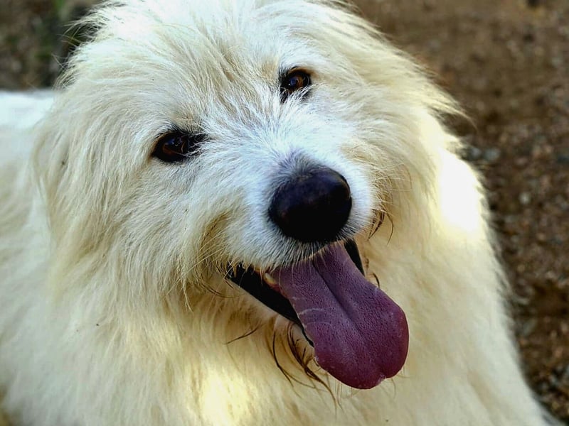 Cosimo – noch immer auf der Suche nach seinem Zuhause