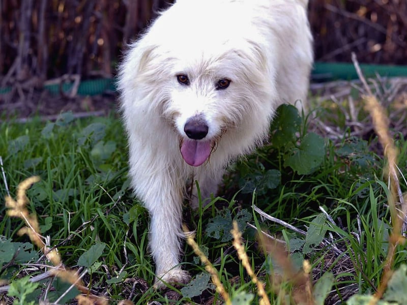 Cosimo – noch immer auf der Suche nach seinem Zuhause
